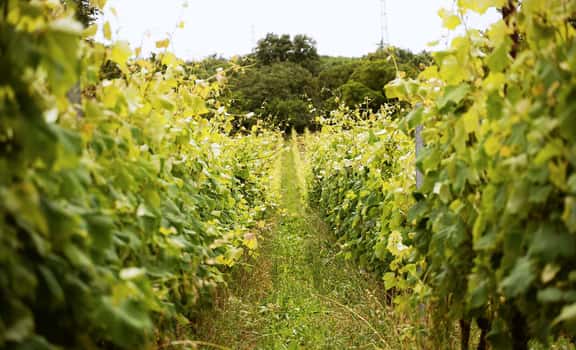 Bajta - Fattoria Carsica