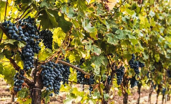 Podere Conca
