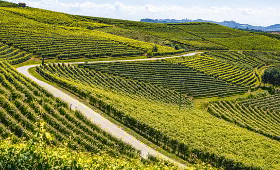 vineyard on the hill Mazzone