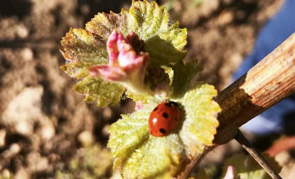 Domaine de la Bourdonnière