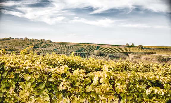 Preis Weinhof