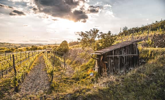 Grillmaier Bioweingärtnerei