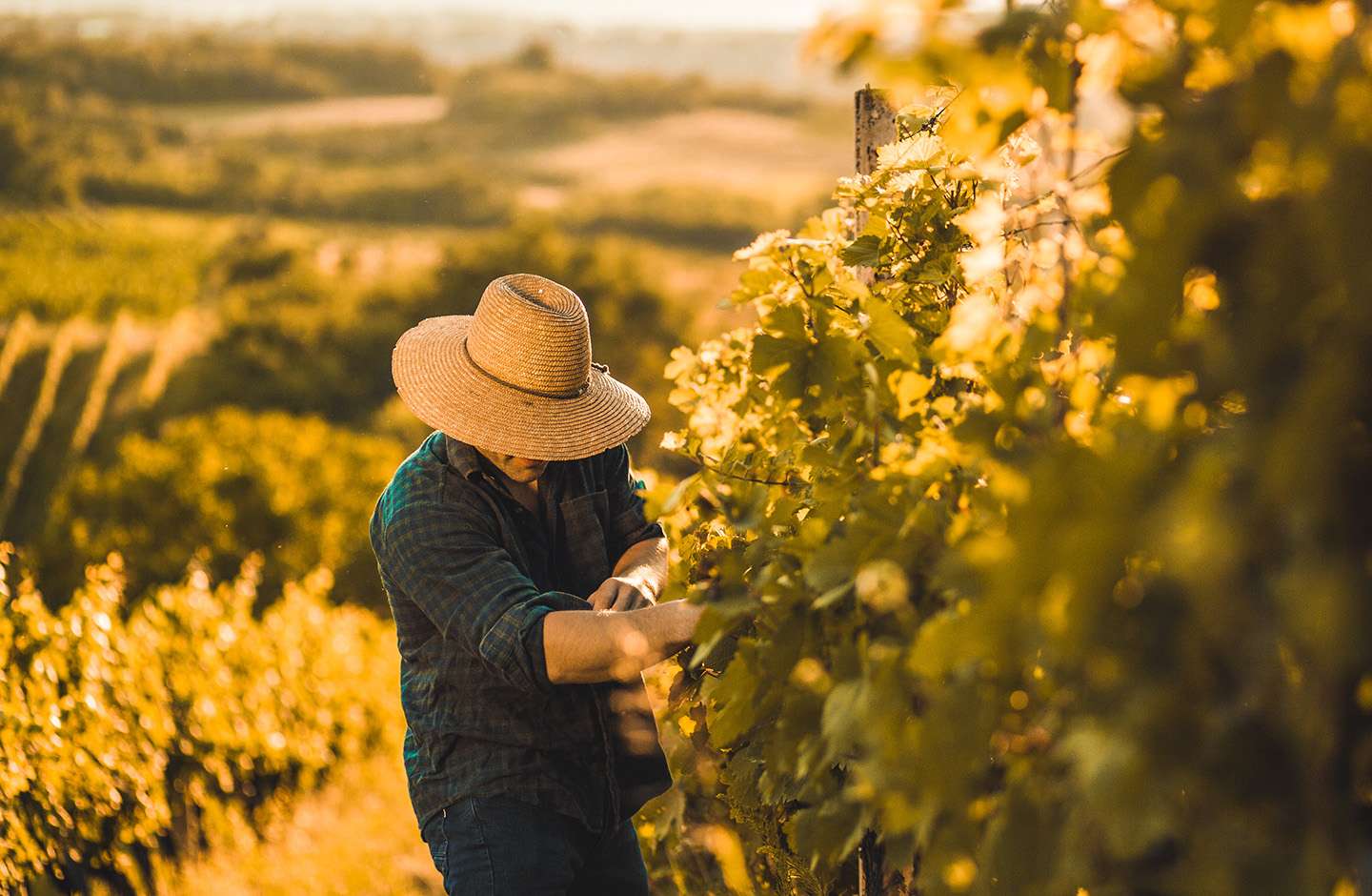 winemaker harvesting grapes in autumn