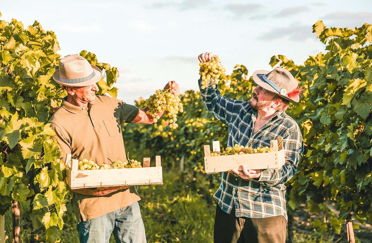 winemakers during the grape harvest werde Partner bei WirWinzer