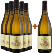 5+1 Paket Fiano Sicilia DOC BIO BIO