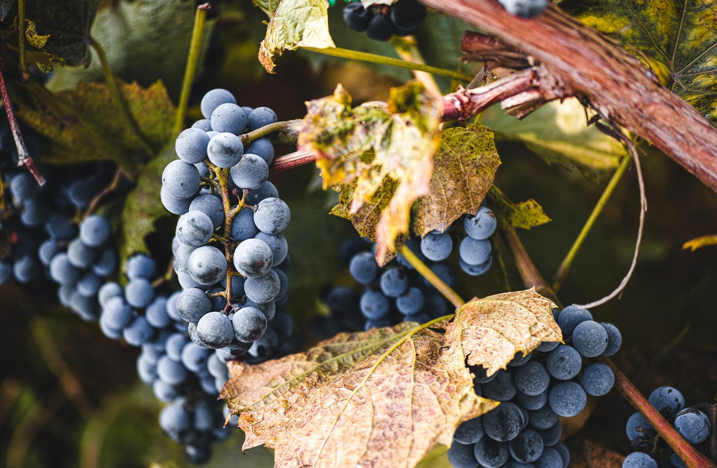 red grapes and leaves red grapes and leaves