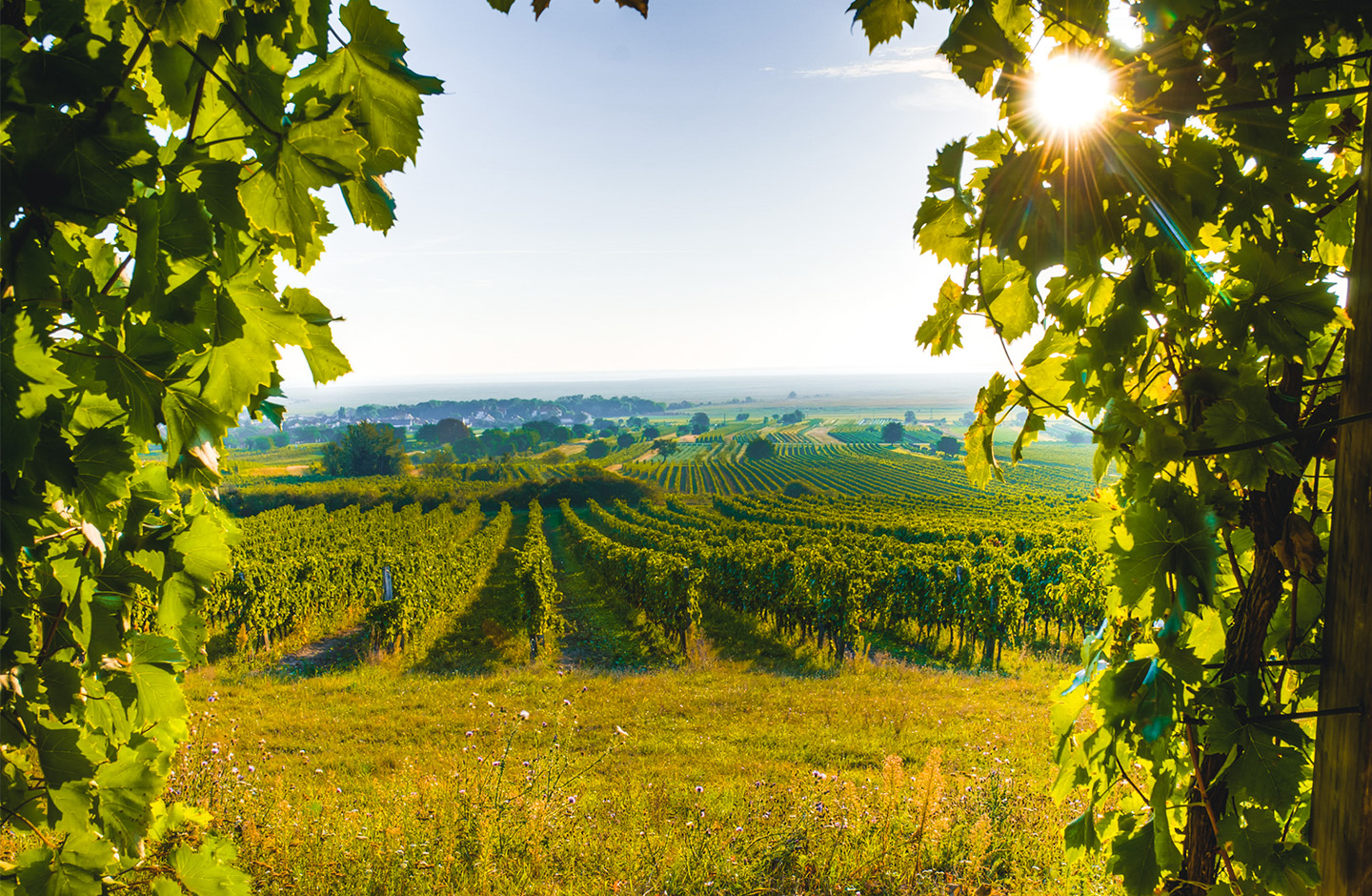 AT_generic_fallback_kit_vineyard_carnuntum