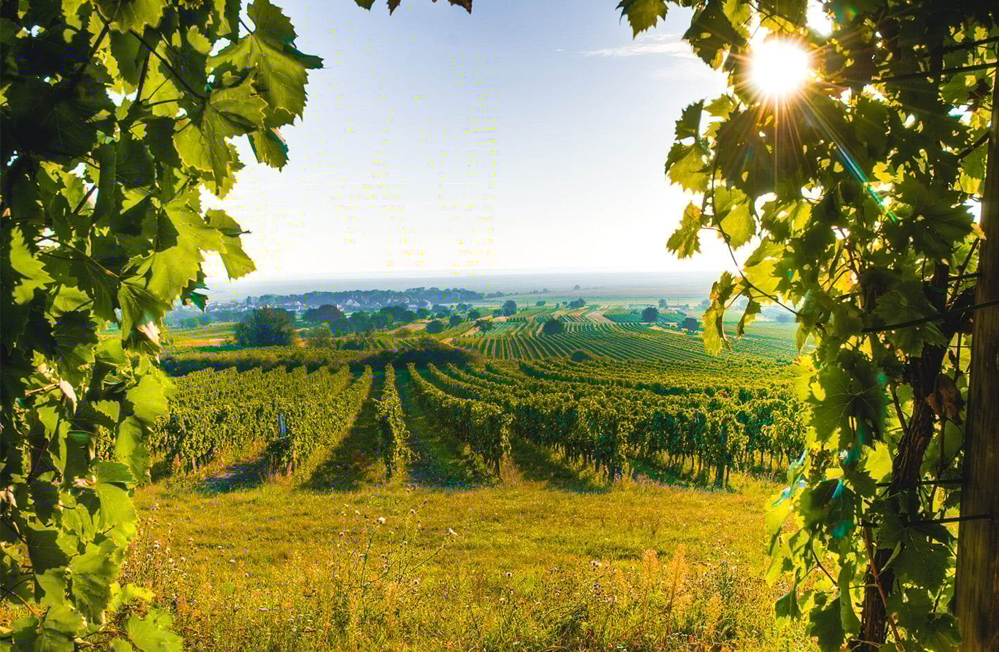 AT_generic_fallback_kit_vineyard_carnuntum AT_generic_fallback_kit_vineyard_carnuntum