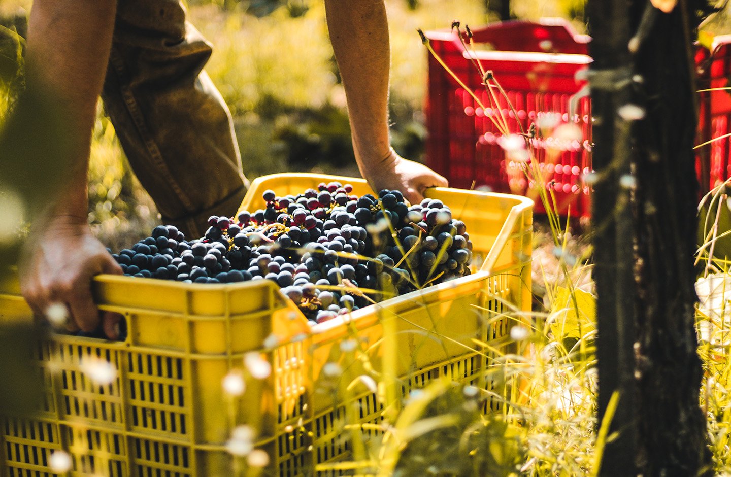 red grape harvest red grape harvest