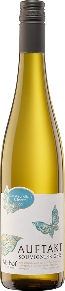 2024 Auftakt Souvignier Gris