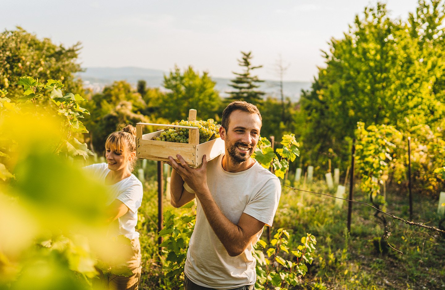 winemakers picking grapes winemakers picking grapes