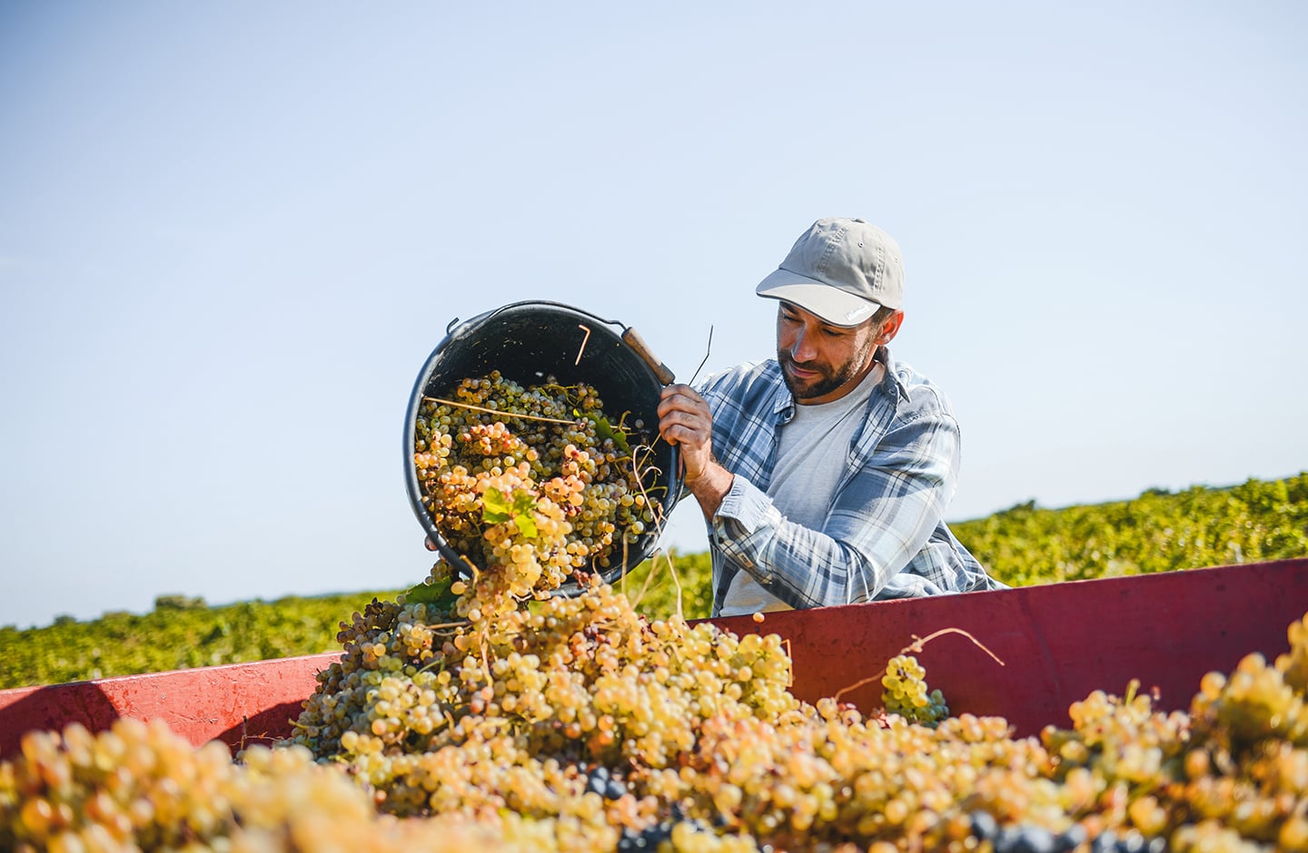winegrower holding basket of yellow grapes winegrower holding basket of yellow grapes