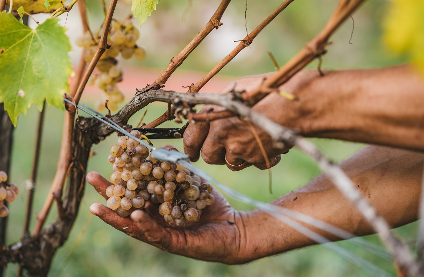 man picking yellow grapes man picking yellow grapes