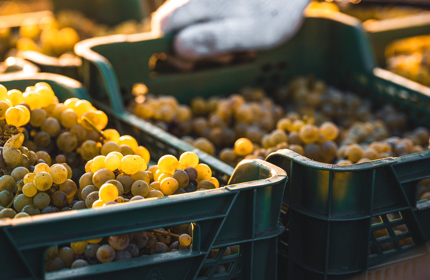 yellow grapes harvest yellow grapes harvest