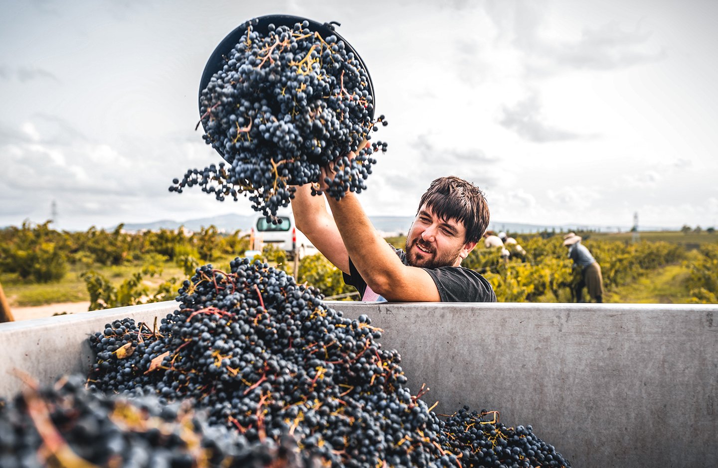 red grape harvest red grape harvest
