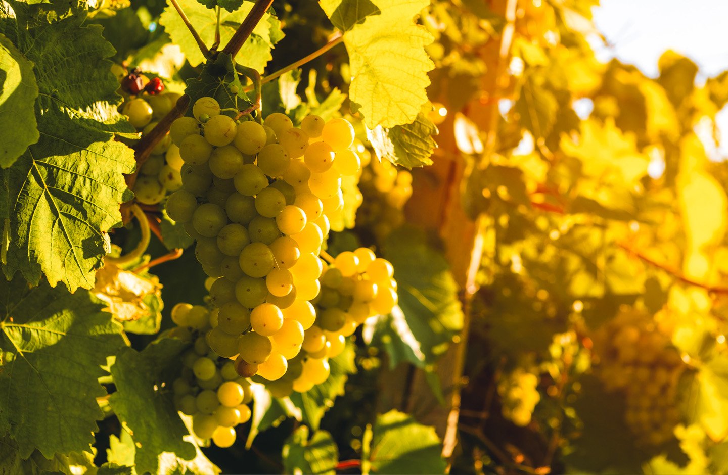 yellow grapes and leaves  yellow grapes and leaves