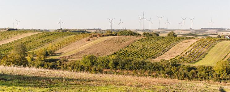 Schwoga - Weingut Schweighofer 