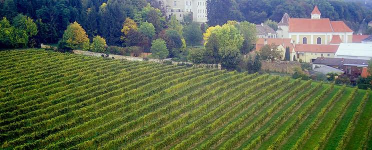 Schloss Maissau: Weißwein